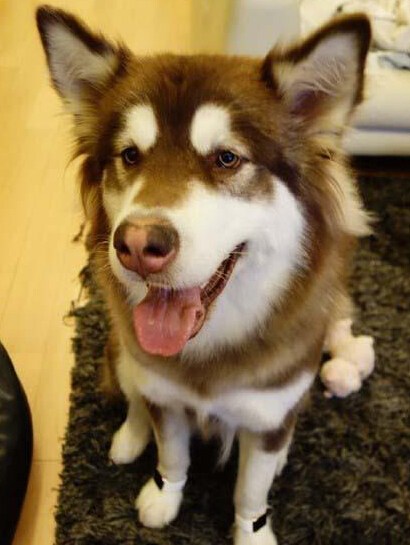 王思聰為愛犬配兩只Apple Watch 王思聰為愛犬配兩只Apple Watch