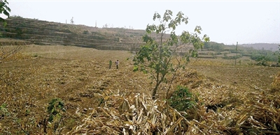 因干旱，農田閑置尚未播種小麥