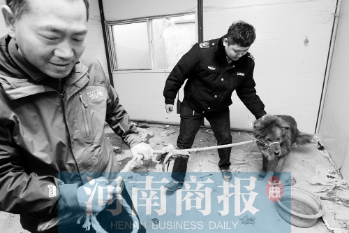 麻藥起作用后，這只藏獒被執(zhí)法人員控制