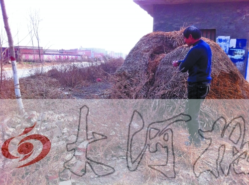 張哥、張弟就是在這兒撿到的投毒面包。