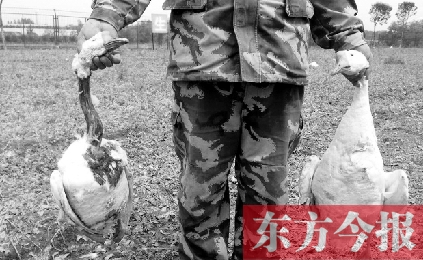 濟源一山間農(nóng)場遭襲，死傷200多只大鵝