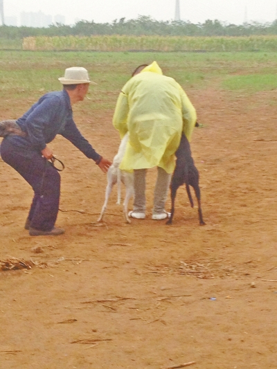 上場前，狗主人進場撫摸自己的愛犬，給它打氣加油。