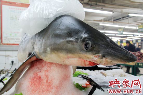 這條鯊魚長(zhǎng)約1.5米，寬約0.5米，上身被碎冰覆蓋，保存較完整。