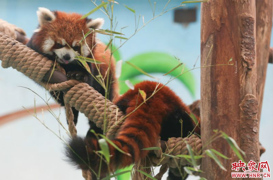 憨態(tài)可掬的小熊貓備受小朋友們的喜愛(ài)。