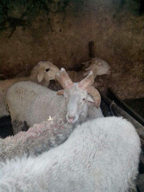 郟縣一只綿羊長(zhǎng)出六個(gè)犄角 郟縣一只綿羊長(zhǎng)出六個(gè)犄角