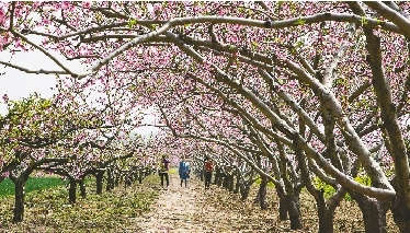 　郊外花海惹人醉。