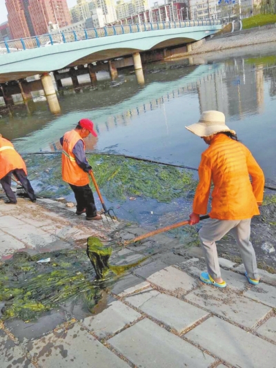 每天出動(dòng)六十人次進(jìn)行打撈，也難以遏制綠藻蔓延。
