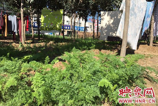 西四環(huán)中原路交叉口，大片生態(tài)廊道被毀，變成私家菜園。