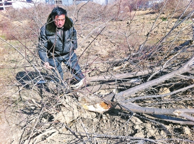 問(wèn)周邊的人，都說(shuō)白天沒(méi)見(jiàn)有人推樹(shù)，可能是夜里被鏟車(chē)推的