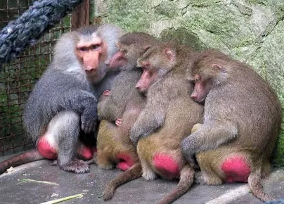 強(qiáng)冷空氣+雨 鄭州終于要下雪了！最低氣溫-6℃！