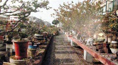 劉光嘉出示博物館內(nèi)部圖片中，擺放著各種盆景。