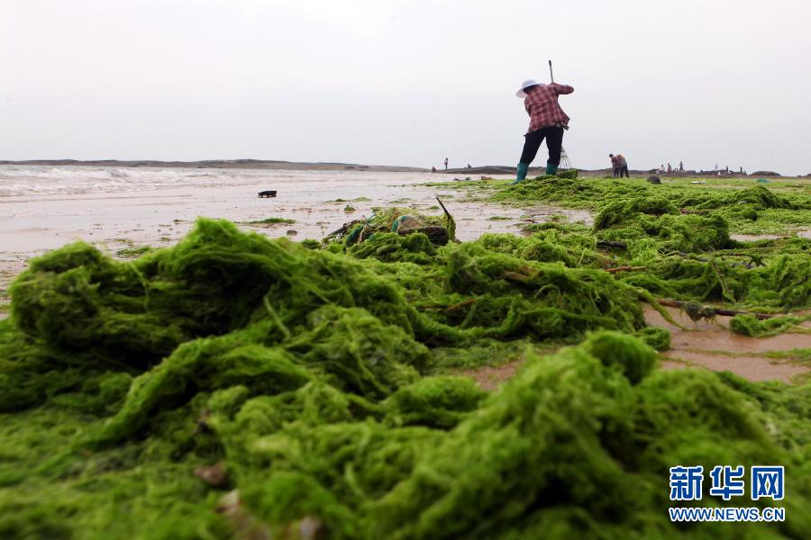 6月10日，山東日照市萬平口景區(qū)管理部門組織工作人員在清理海灘上的滸苔。