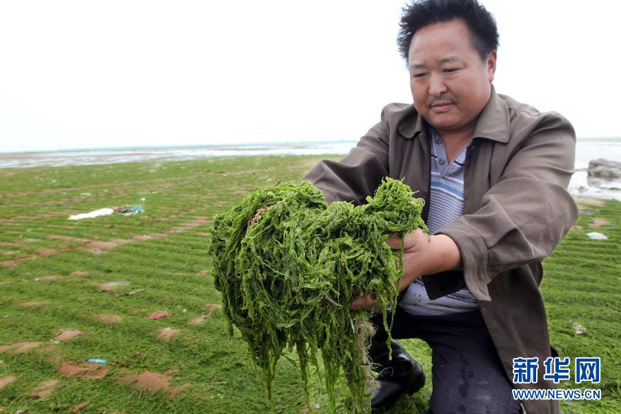 6月10日，在江蘇省連云港市贛榆縣海州灣旅游度假區(qū)，一名漁民在展示清理的滸苔。