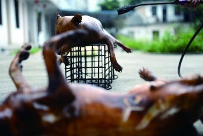 今天上午，玉林很多餐館為即將到來的狗肉節(jié)備貨，圖為餐館后廚正在加工狗肉 記者 劉暢 攝