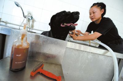 天熱時,搜油犬會天天洗澡。