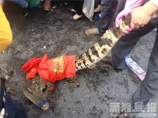 車上的鱷魚爬上路面。記者 向帥