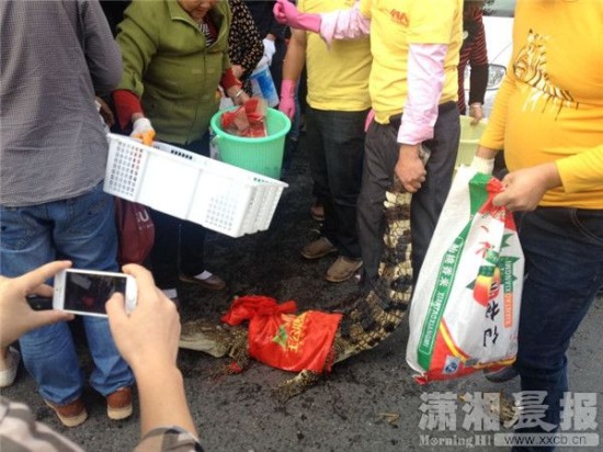 鱷魚被車主抓到。