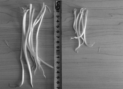 “黑作坊”制售的豆芽（左）和超市銷售的豆芽（右）長(zhǎng)度形成鮮明對(duì)比。