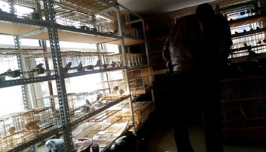 哈爾濱市雙城區(qū)集市上，一家沒有招牌的平房里擺滿了各種野鳥等待出售。