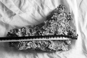 1月30日，新疆青河縣牧民別熱克·薩吾特意外撿到重7.85公斤左右的一塊狗頭黃金