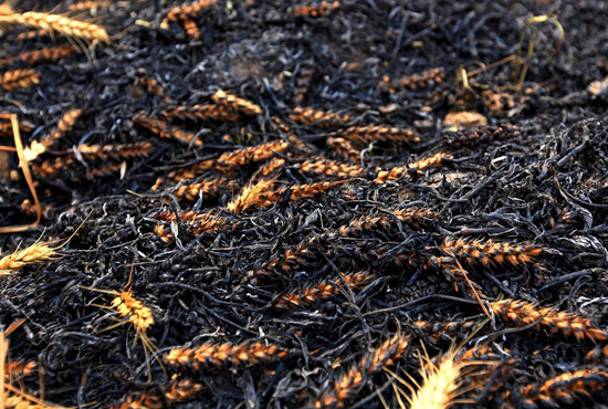 火被撲滅后的麥田。