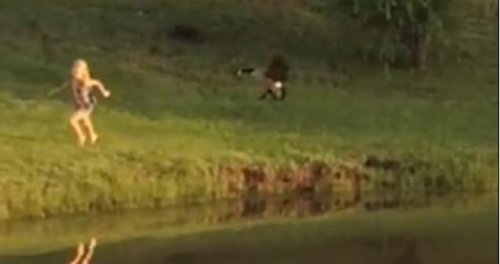 圖二：小女孩遭鵝襲擊向父親求救，但他不但沒有伸出援手，反而狂笑不止。