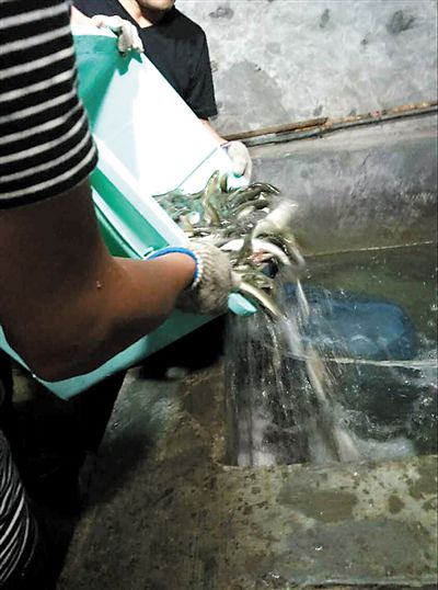 主人將撈上來的魚放進(jìn)魚池。