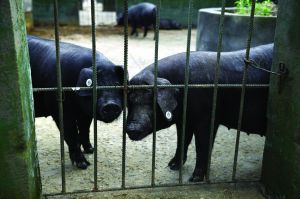 觀測(cè)點(diǎn)飼養(yǎng)區(qū)設(shè)有豬圈,可觀察豬是否有異常反應(yīng)