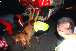 這頭母獅體態(tài)彪悍，重達400斤左右 網(wǎng)絡圖片　