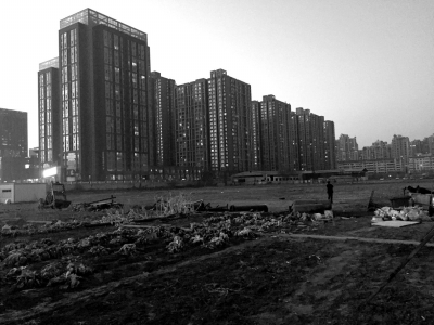 荒地上除堆放一些雜物外，還被附近居民種上了一片大白菜。