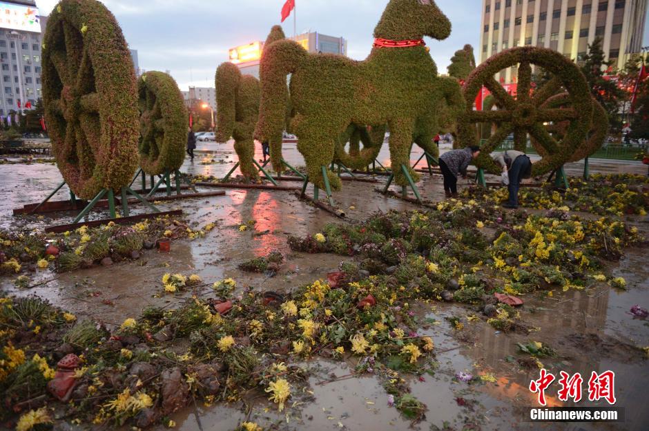 呼和浩特菊花展提前結(jié)束 數(shù)萬(wàn)盆菊花被搬空