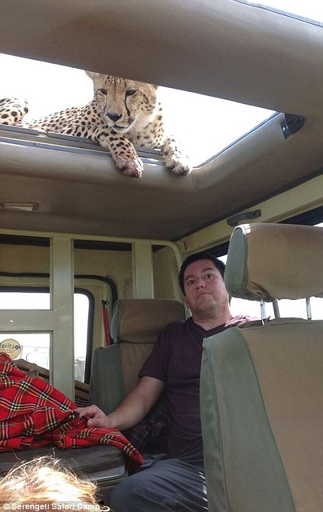 四目相對(duì)驚心動(dòng)魄 獵豹車頂天窗伸頭凝視旅客 四目相對(duì)驚心動(dòng)魄 獵豹車頂天窗伸頭凝視旅客