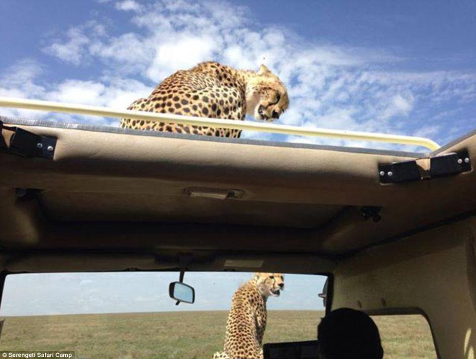 四目相對(duì)驚心動(dòng)魄 獵豹車頂天窗伸頭凝視旅客 四目相對(duì)驚心動(dòng)魄 獵豹車頂天窗伸頭凝視旅客