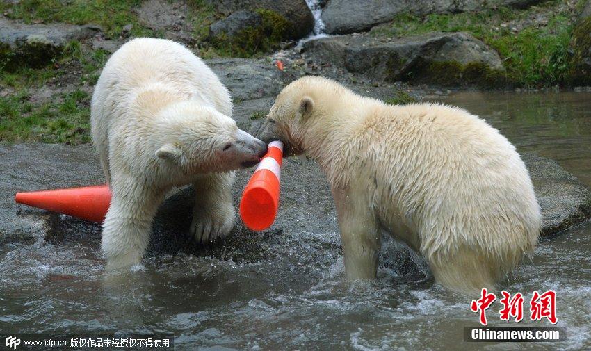德國雙胞胎北極熊生日派對玩轉(zhuǎn)交通錐標(biāo) 德國雙胞胎北極熊生日派對玩轉(zhuǎn)交通錐標(biāo)