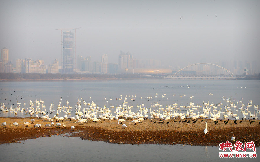 美麗的城市與天鵝有機的融為一體 美麗的城市與天鵝有機的融為一體