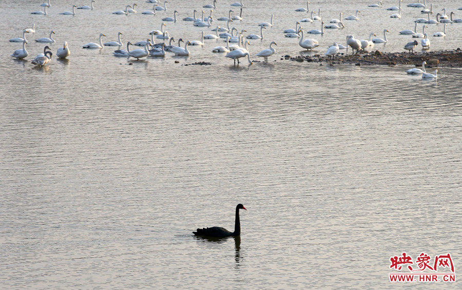 獨行的黑天鵝 獨行的黑天鵝
