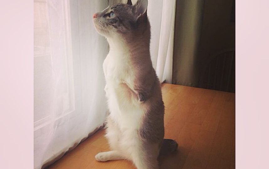 美國(guó)殘疾“貓堅(jiān)強(qiáng)”頑強(qiáng)生活