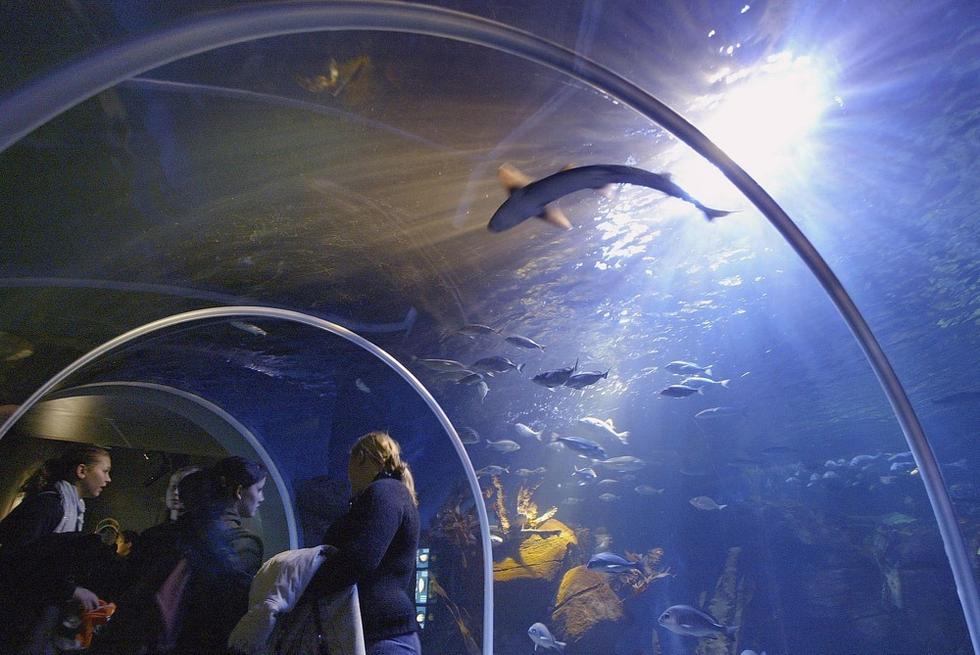 游人們穿梭在海底隧道。