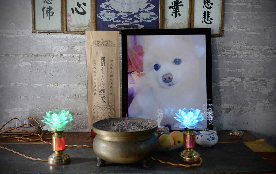 寵物狗的遺像被擺放在寺廟中。