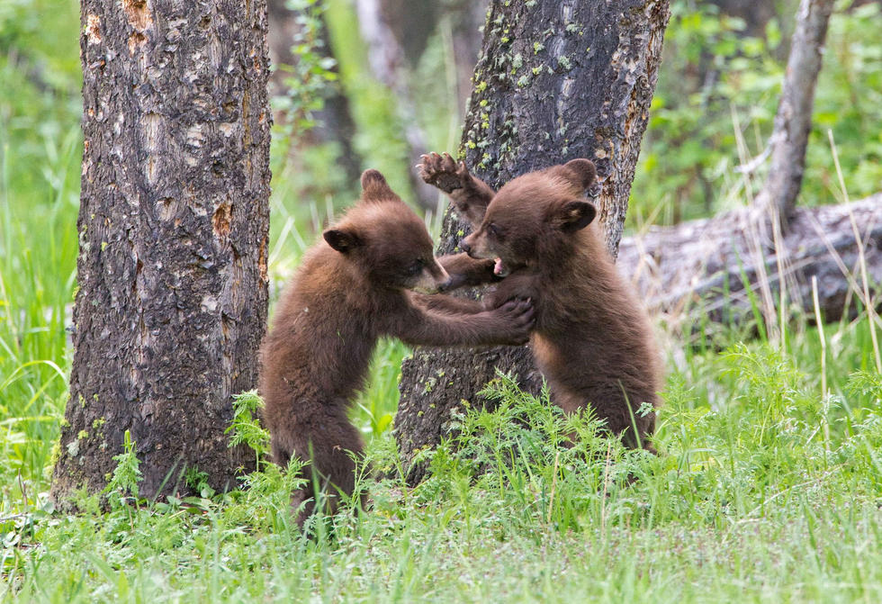 兩只萌噠噠的小熊在一顆大樹下玩躲貓貓，一會突然跳出來嚇唬對方，一會對著彼此做鬼臉，逗趣模樣讓人忍不住捧腹大笑。