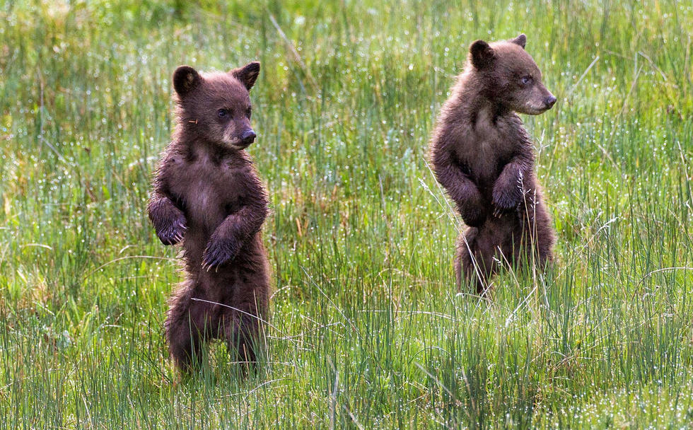 當看到這些可愛的小熊照片時，你的心一定被它們的模樣給萌化了吧！