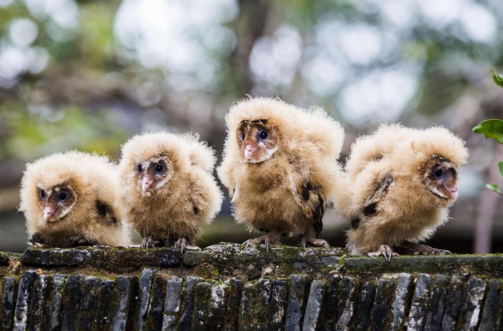 日前，九江市都昌縣蔡嶺鎮(zhèn)的曹女士上山采茶籽時(shí)，撿到5只可愛(ài)的雛鳥。經(jīng)野保工作人員鑒定，這5只雛鳥為國(guó)家二級(jí)野生保護(hù)動(dòng)物猴面鷹，目前已被送往鳥類保護(hù)組織進(jìn)行救護(hù)。