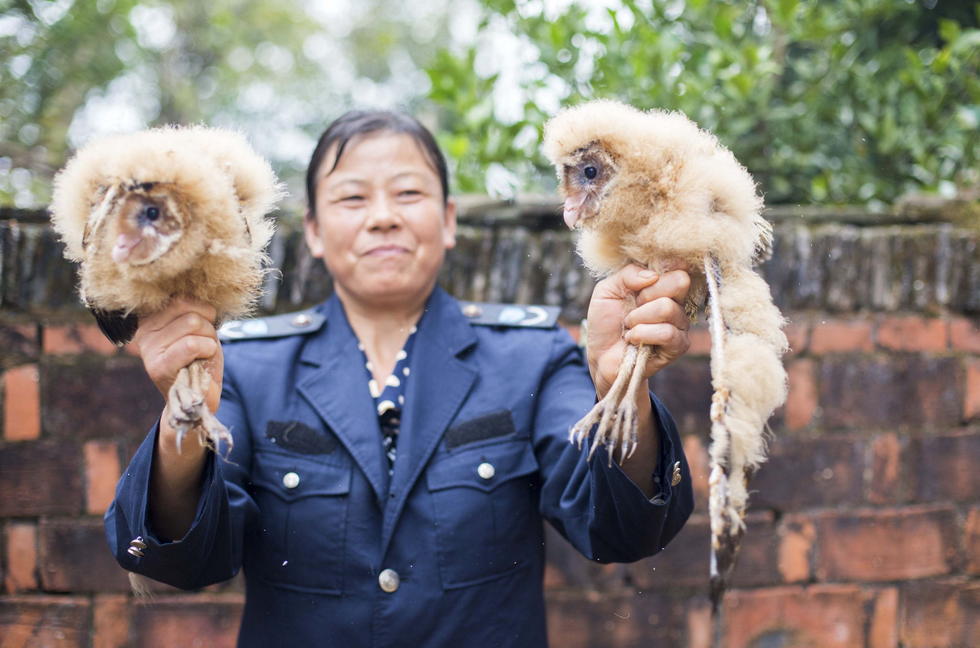 11月6日，記者聯(lián)系上都昌縣的村民危億玲，她是撿到雛鳥的曹女士的兒媳。她向記者介紹，稱他們家住在蔡嶺鎮(zhèn)北炎村港邊舍自然村，她婆婆11月4日下午上山采茶籽時(shí)，在樹下發(fā)現(xiàn)了5只可愛(ài)的雛鳥并帶回了家。