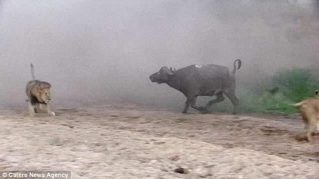 然后在獅群還在打架時(shí)悄悄地溜走了，留下一個(gè)瀟灑的背影。