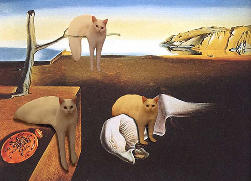 喵星人奇葩坐姿遭惡搞 網(wǎng)友腦洞大開 喵星人奇葩坐姿遭惡搞 網(wǎng)友腦洞大開