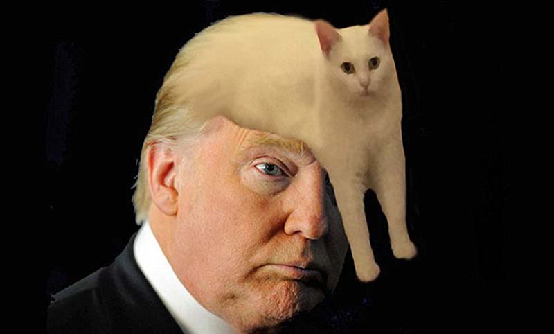 喵星人奇葩坐姿遭惡搞 網(wǎng)友腦洞大開 喵星人奇葩坐姿遭惡搞 網(wǎng)友腦洞大開