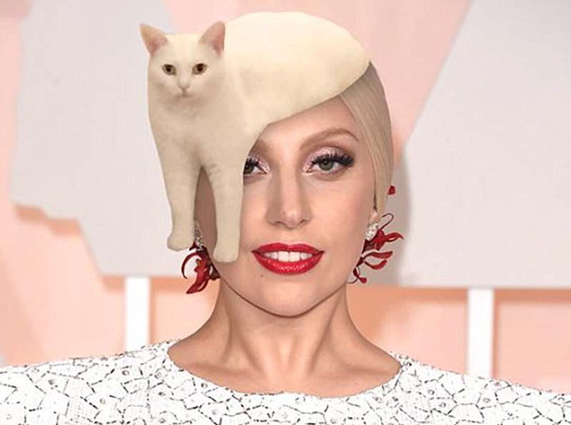 喵星人奇葩坐姿遭惡搞 網(wǎng)友腦洞大開 喵星人奇葩坐姿遭惡搞 網(wǎng)友腦洞大開