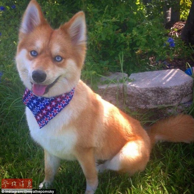 狐貍還是狗？藍(lán)眼睛萌寵走紅網(wǎng)絡(luò)