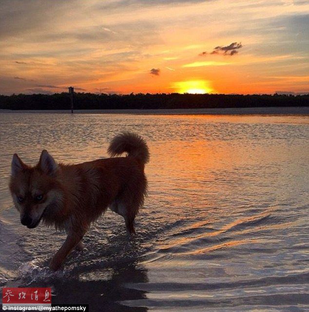 狐貍還是狗？藍(lán)眼睛萌寵走紅網(wǎng)絡(luò)