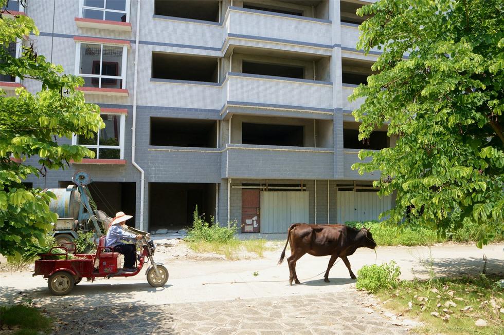 2016年7月26日，村民在廣西來賓市忻城縣隆達山水福城荒廢別墅間放牛。
